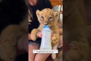 Rescuing baby lion #lion #animals #lovestory #wildliferescue #cute #animalfriendship #wildlife