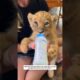 Rescuing baby lion #lion #animals #lovestory #wildliferescue #cute #animalfriendship #wildlife