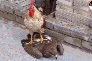 Rooster Shows The Eagle Who’s The Boss