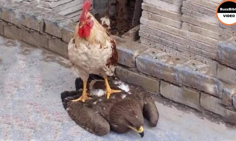 Rooster Shows The Eagle Who’s The Boss