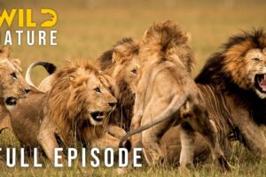 SAVANNA COALITION: The Price of Survival (Full Episode) | Nature animal documentary