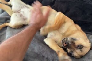 Sandy Finally Got Up - Takis Shelter