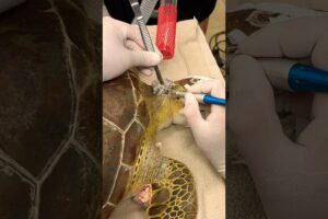 Saving Sea Turtle 🐢