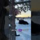 Saving a Giant: The Moose’s Backyard Nap 🫎❄️ #moose #rescue #wildlife #nature #alaska