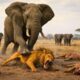 Scary! The Moment An Elephant Fights Back — A Lion’s Worst Nightmare | Animal Fights