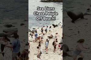 Sea Lions Terrorize People on Beach #Funny #SeaLions #Sea