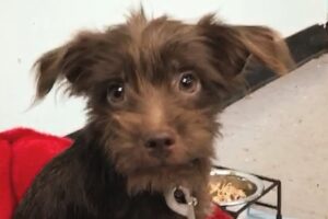 Shy rescue dog starts to 'talk' in amazing way