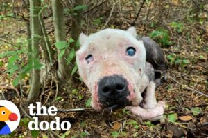 Skinny Senior Pittie Found Alone In The Woods Is Queen Of Her House | The Dodo