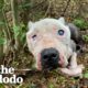 Skinny Senior Pittie Found Alone In The Woods Is Queen Of Her House | The Dodo