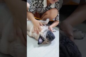 Sleeping so soundly while the others are already awake and playing, my chubby little one! #dogowner