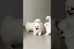 Small Puppies Playing Funny Video #puppy #dog #cute #funny #shorts