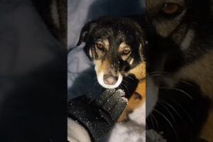 Snow Covered Cemetery Dog Rescue