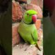 South Indian Talking Parrot 🦜Funny Video 😂 #parrot#south#video#shorts#viral#mummy #papa#talkingparot