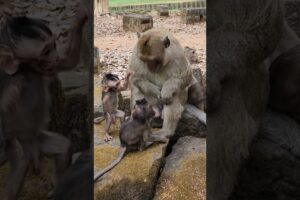 Sterling so happy playing with king monkey Yamasaki 🐒 #shortvideo #animals #shorts #shortsfeed