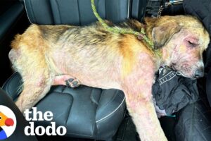 Stray Dog Attacked By Other Dogs Melts Into His Rescuers | The Dodo