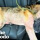 Stray Dog Attacked By Other Dogs Melts Into His Rescuers | The Dodo