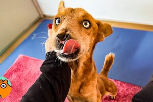 Street Dog Reacts To Pro-Foster Telling Him He’s Safe | Cuddle Buddies