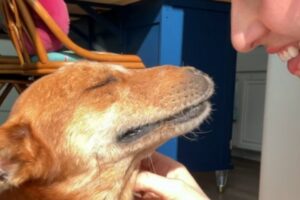 Street dog reacts to his rescue in emotional moment