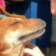 Street dog reacts to his rescue in emotional moment
