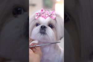 Successfully transforming into a pretty Shih Tzu puppy!🐶❤️