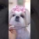 Successfully transforming into a pretty Shih Tzu puppy!🐶❤️