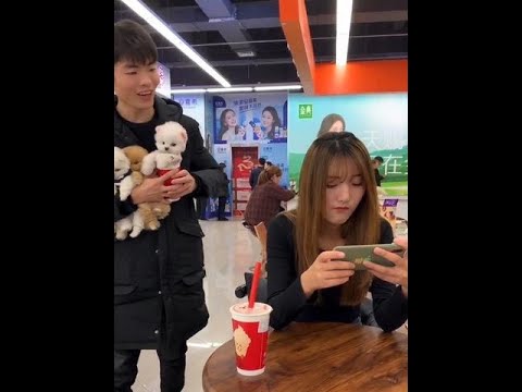 Teacup Dog Breeds / Teacup Puppies 🐕 #Shorts #Dog #Cute #Teacup #Puppy