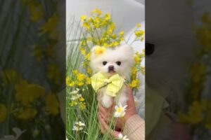 Teacup Pomeranian Puppies | Cute Pomeranian Puppies | Cutest Puppies #puppies #viral #trending #cute