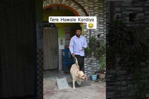 Tere Hawale Kardiya 😂 #shorts #youtubeshorts #ytshorts #labrador #dog #cute #puppies