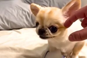 The CUTEST Puppies on the Internet — 10 Minutes of Joy