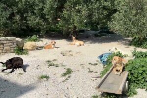 The Famous Gangster of the Shelter 😍 Pretending to Be a Good Boy - Takis Shelter