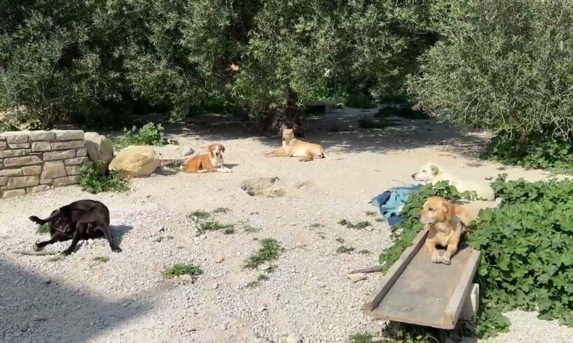 The Famous Gangster of the Shelter 😍 Pretending to Be a Good Boy - Takis Shelter