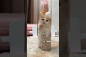 The Kitten Leap Towards You 😺💖 #cute #kitten #meow