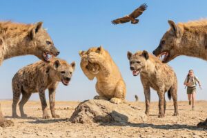 The Lion Cub Was Chased by a Pack of Hyenas—What Next Will Melt Your Heart | Animal Rescue Story