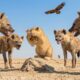 The Lion Cub Was Chased by a Pack of Hyenas—What Next Will Melt Your Heart | Animal Rescue Story