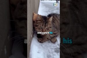 The Meanest Cat on the Block Just Saved a Freezing Puppy 🥺❤️