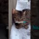 The Meanest Cat on the Block Just Saved a Freezing Puppy 🥺❤️