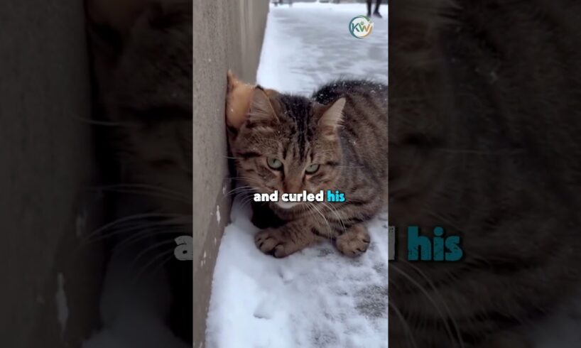 The Meanest Cat on the Block Just Saved a Freezing Puppy 🥺❤️