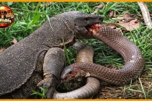 The Moment a Deadly Snake Met Its Match | Animal Fight
