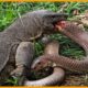 The Moment a Deadly Snake Met Its Match | Animal Fight