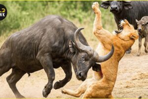 The Most Amazing Animal Fights Ever Caught on Camera!  Wild Animals