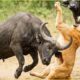 The Most Amazing Animal Fights Ever Caught on Camera!  Wild Animals