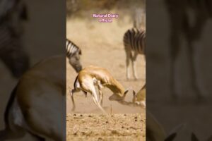 The animals fighting 😳!!#shorts#yt#nature#ytshorts#animals#fighting#new#views#status#love#2025