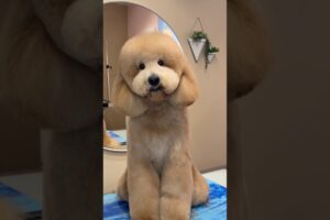 The fluffiest dog I’ve worked on