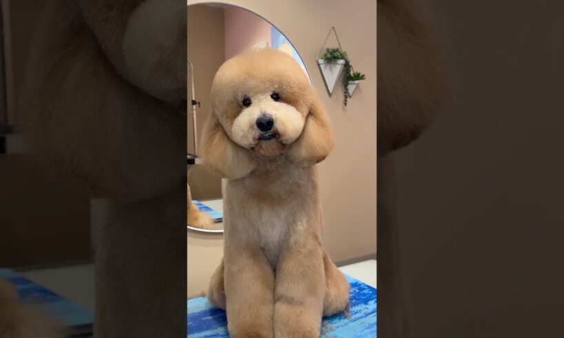 The fluffiest dog I’ve worked on