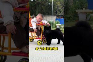 The love for these cute puppies grows day by day #dog #pet #cutedog #puppy #puppylove #cuteanimal