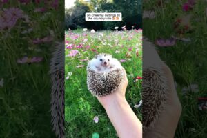 The rescued hedgehog finally understood where her true home was