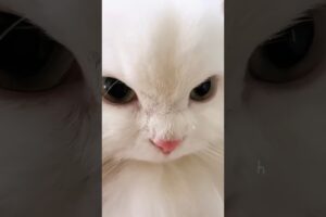 These Adorable Kittens Will Make You Smile 😊💕 #kitten #cute #shorts