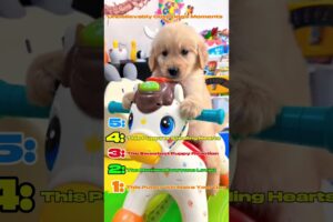 These Cute Puppies Will Instantly Melt Your Heart! 🐶❤️