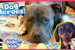 These Dogs Just Rescued Real Baby Animals! | Dodo Kids