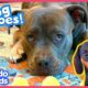 These Dogs Just Rescued Real Baby Animals! | Dodo Kids